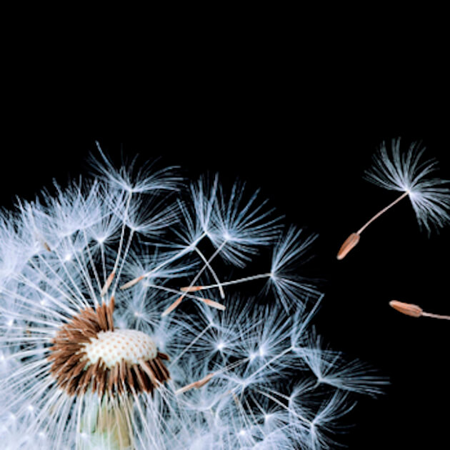 КМ MR-1 Панель КМ "Одуванчики - серебро" 3000*610*3 мм